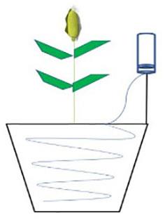 Prolonged drought regulates the silage quality of maize (Zea mays L.): Alterations in fermentation microecology